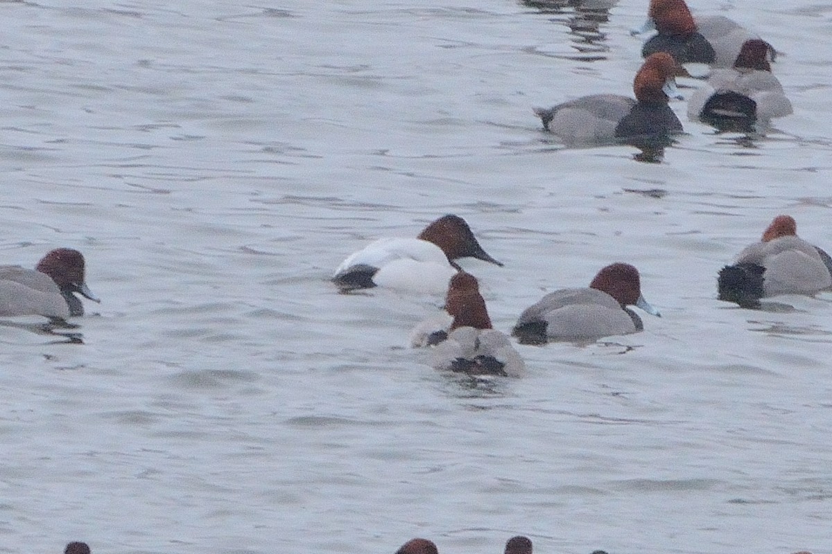 Canvasback - John Gordinier