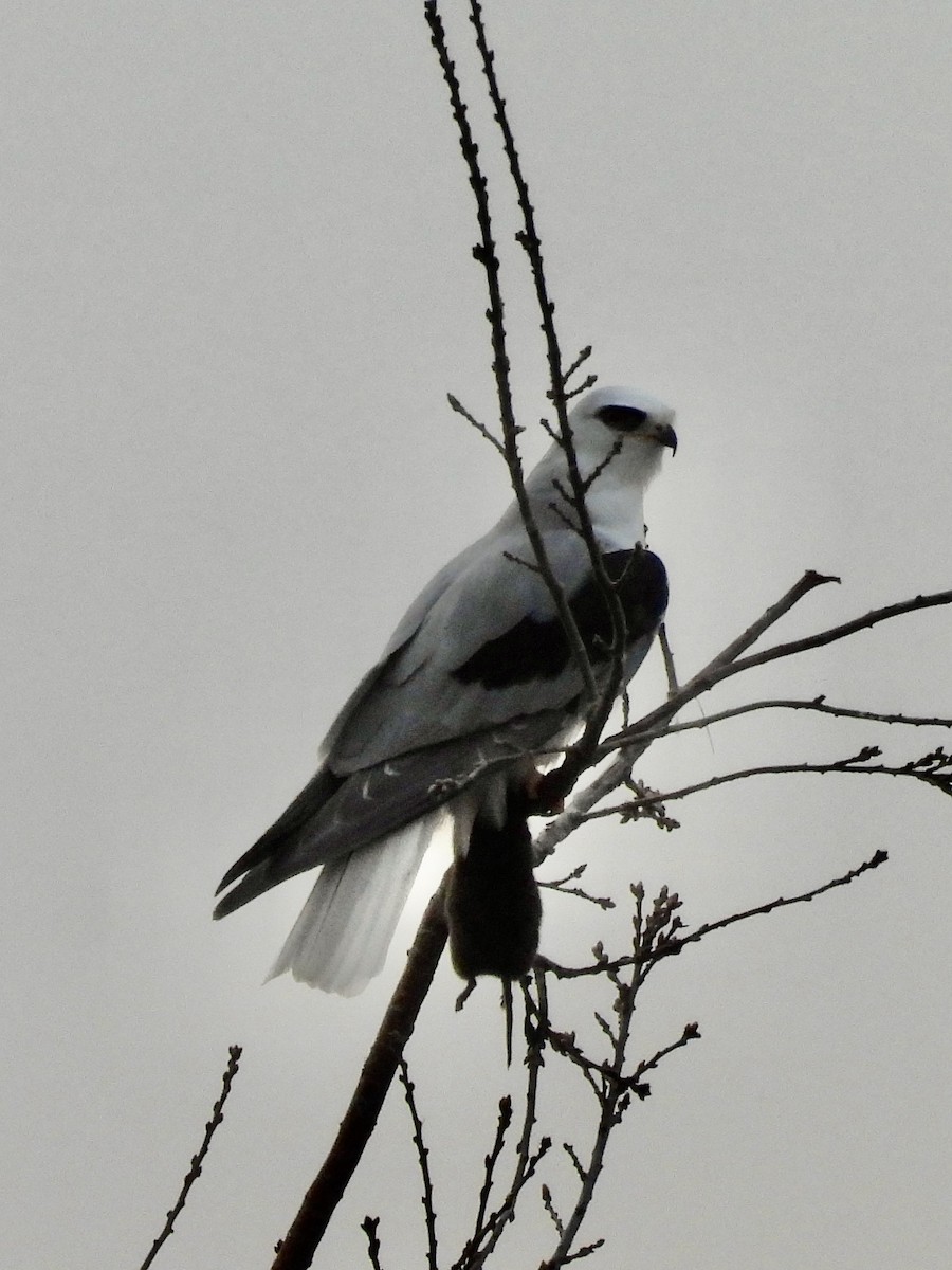 White-tailed Kite - ML303245311
