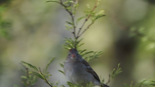 Field Sparrow - ML303245321