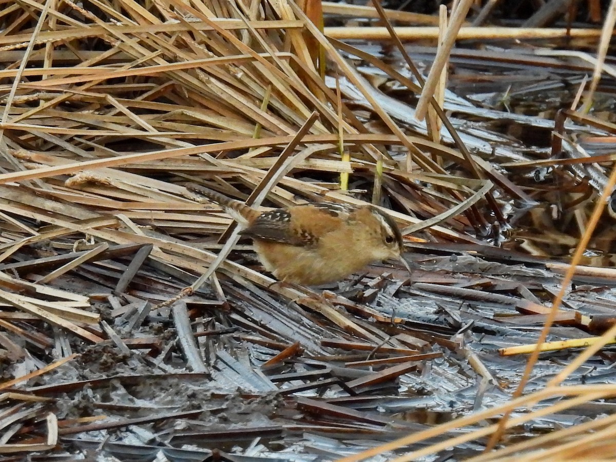 Marsh Wren - ML303245341