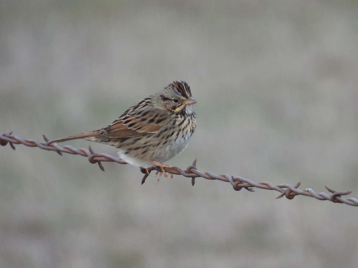 Lincoln's Sparrow - ML303245441