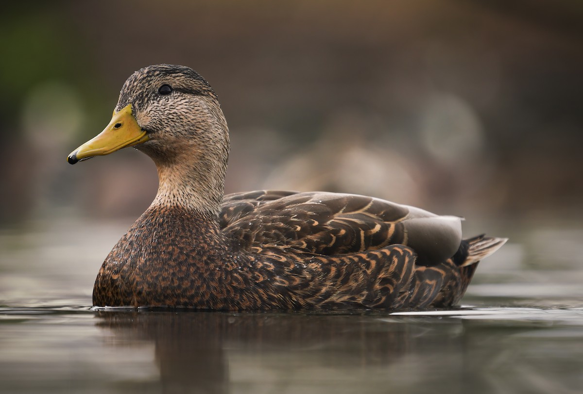 Mexican Duck - Anonymous