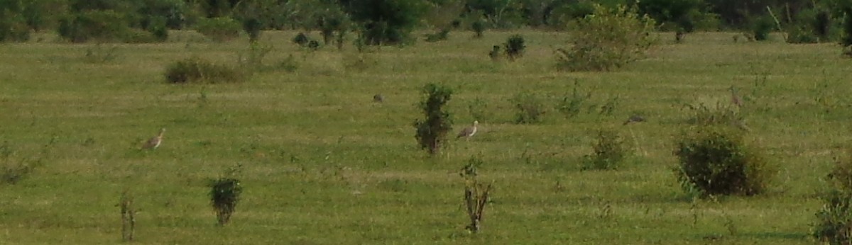 Double-striped Thick-knee - Alejandro Sagone