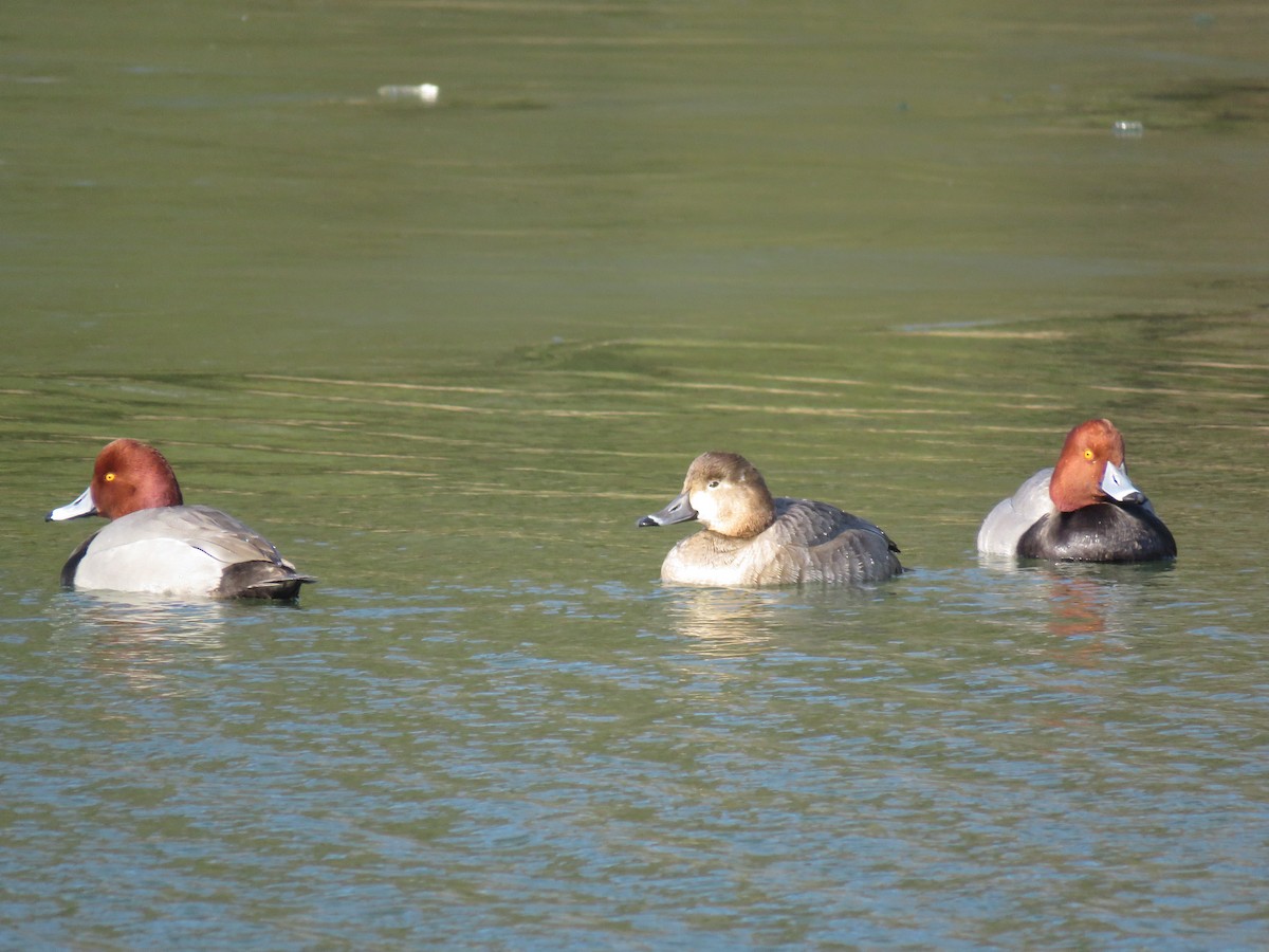 Redhead - ML303246451