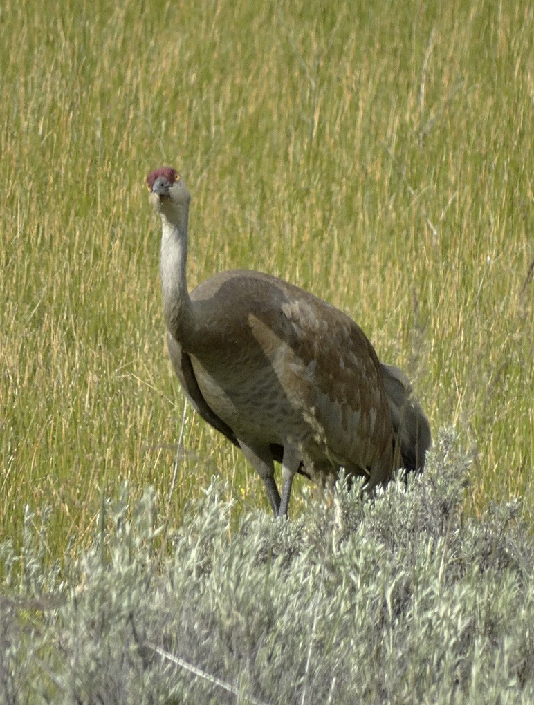 Sandhill Crane - ML30324801