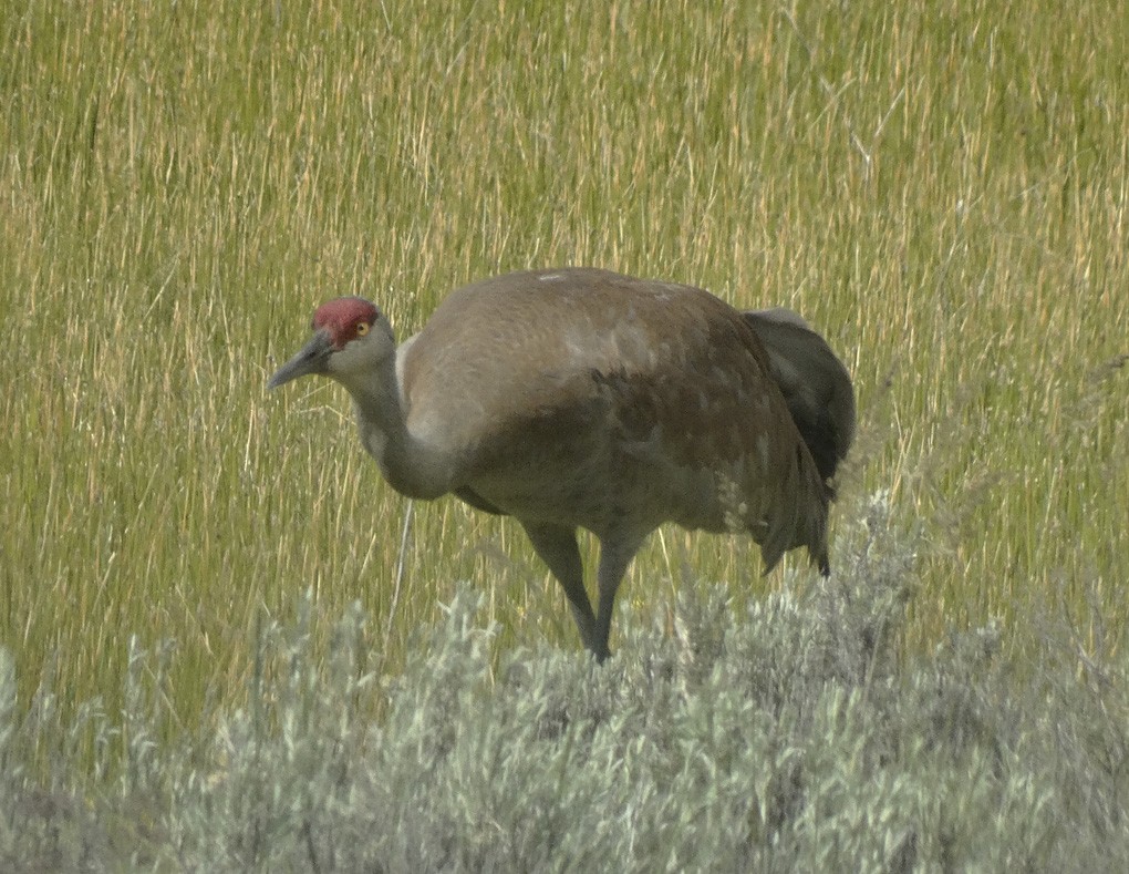 Sandhill Crane - ML30324811