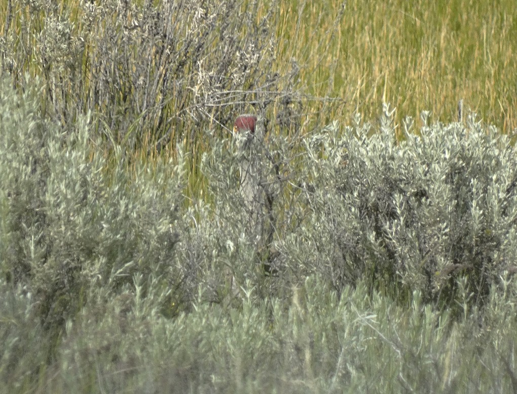 Sandhill Crane - ML30324821