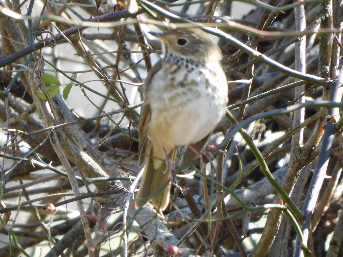 Hermit Thrush - ML303248371