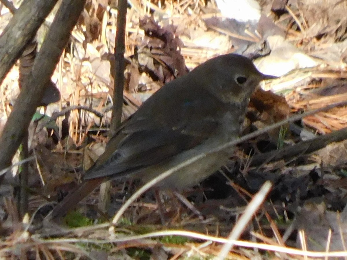 קיכלי חלוד-זנב - ML303248391