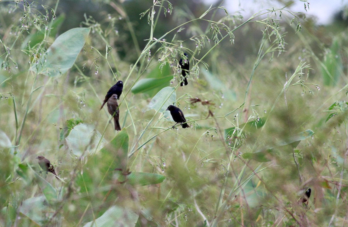 Shiny Cowbird - Jay McGowan