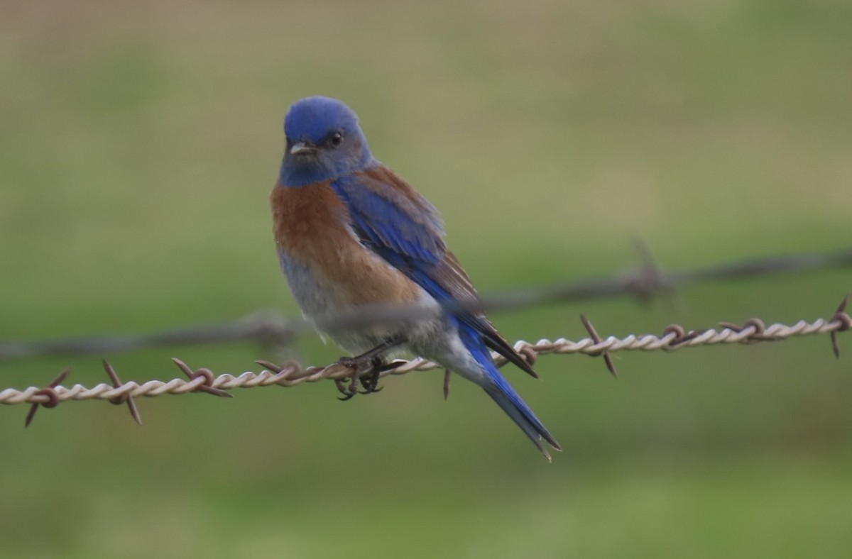 Western Bluebird - ML303250791