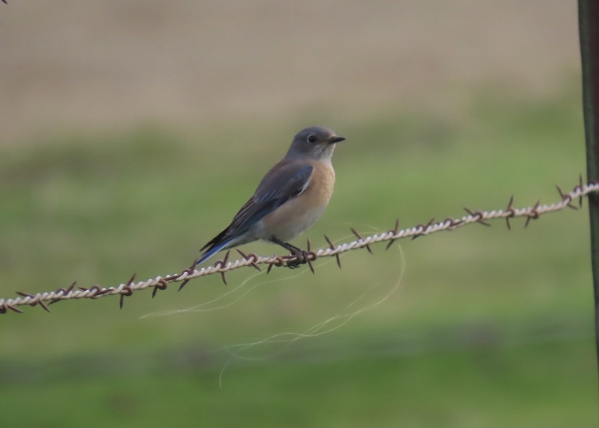 Western Bluebird - ML303250821