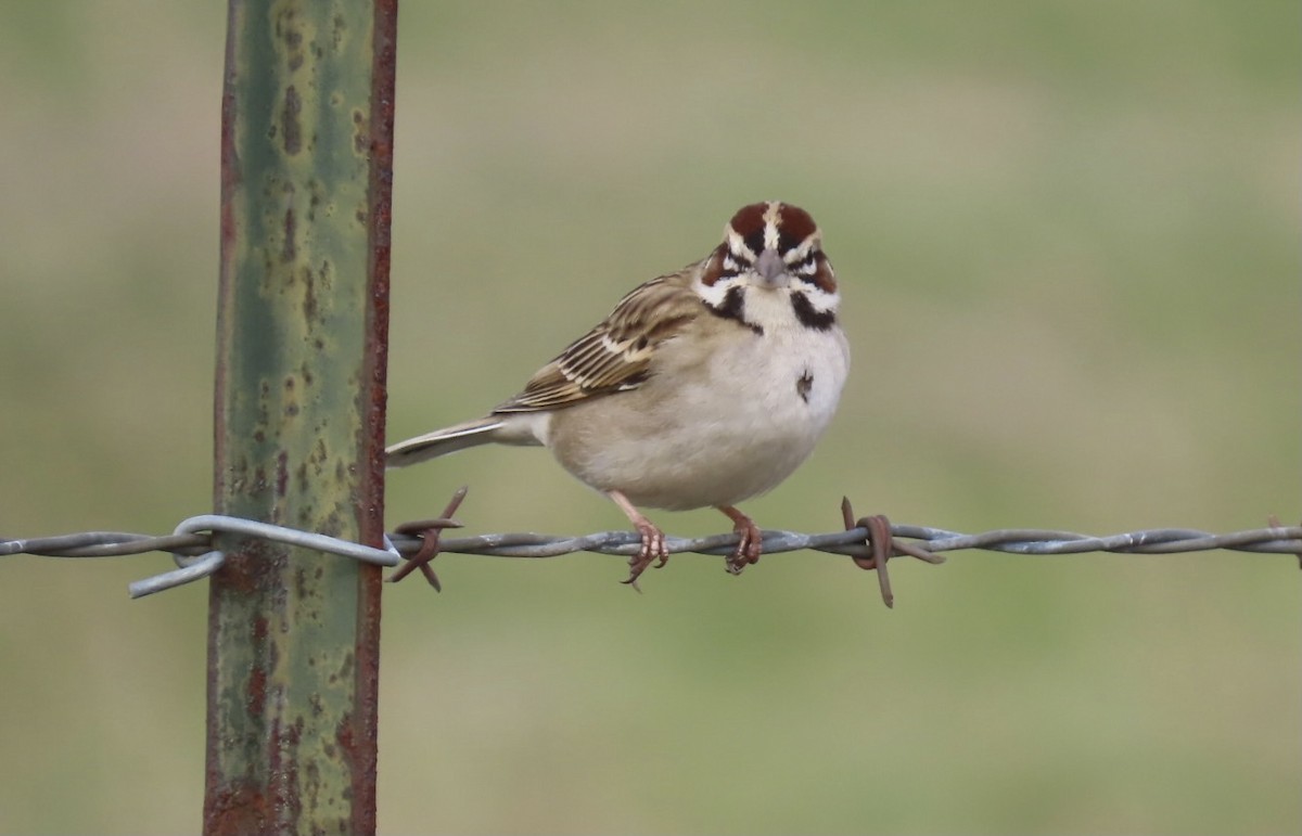 Lark Sparrow - ML303250851