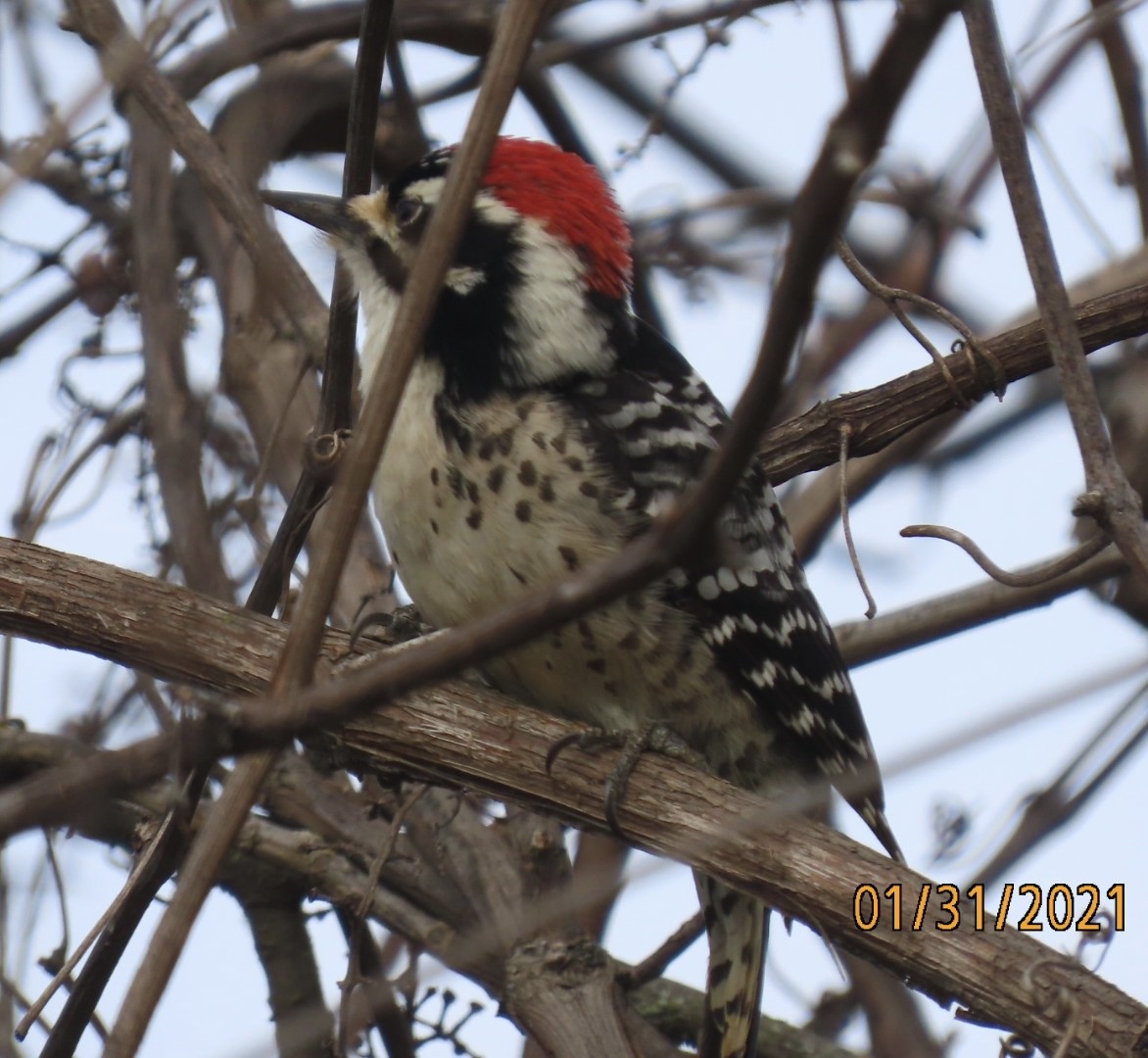 Nuttall's Woodpecker - ML303250991