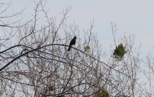 Phainopepla - Jim Rowoth