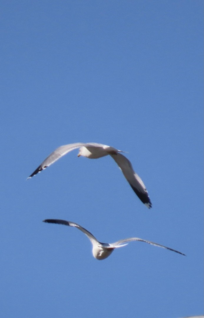 Gaviota Californiana - ML303251691