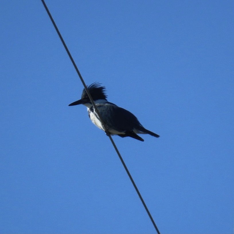 Belted Kingfisher - Jim Rowoth