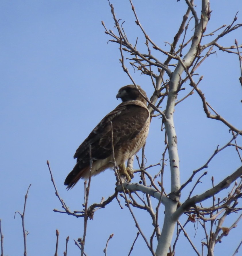 Red-tailed Hawk - Jim Rowoth