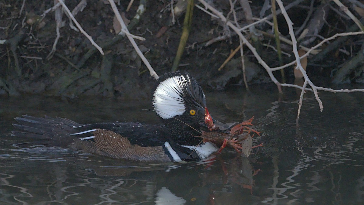 Hooded Merganser - Adam Zahm