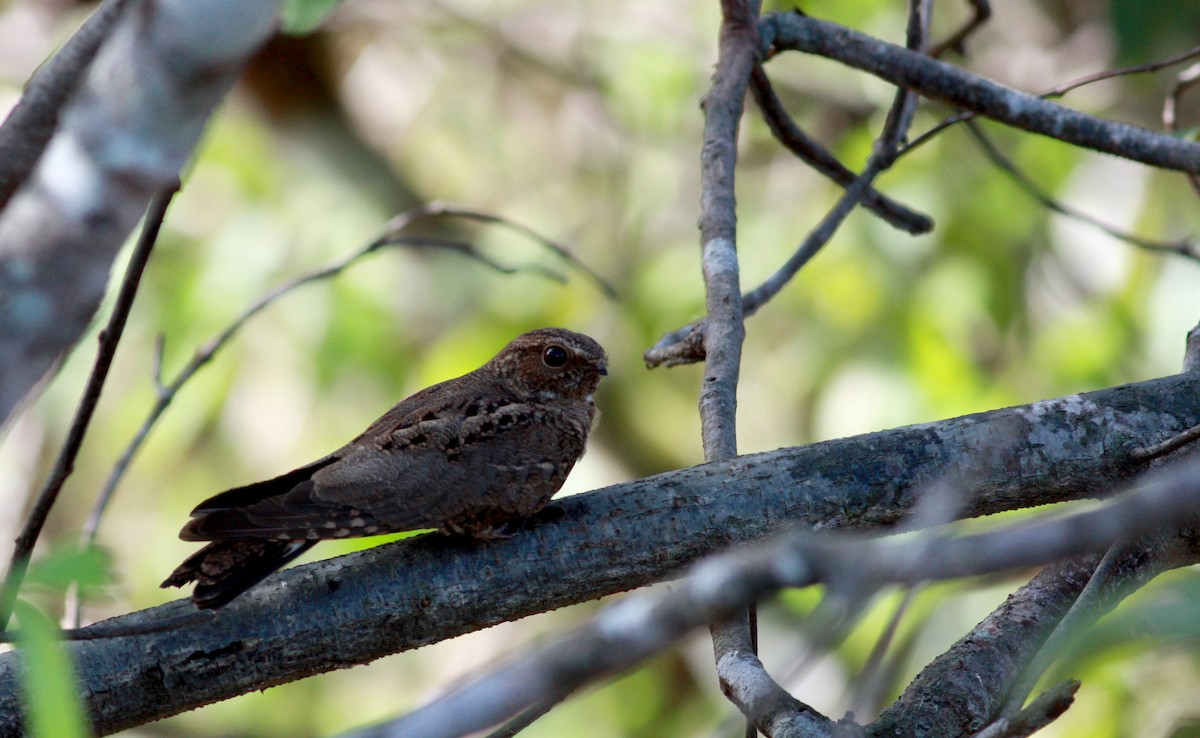 Band-tailed Nighthawk - ML30325571