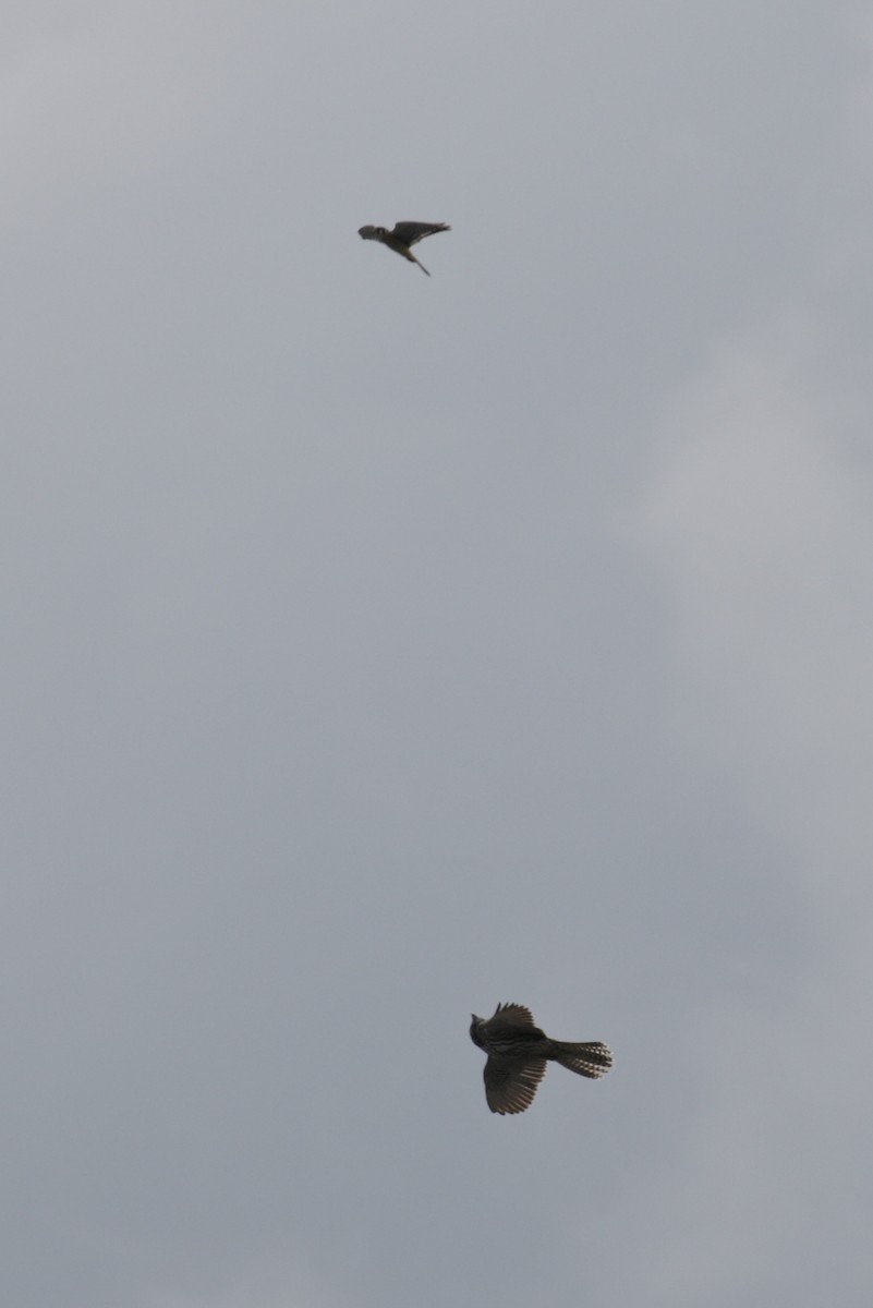 American Kestrel - ML303255741