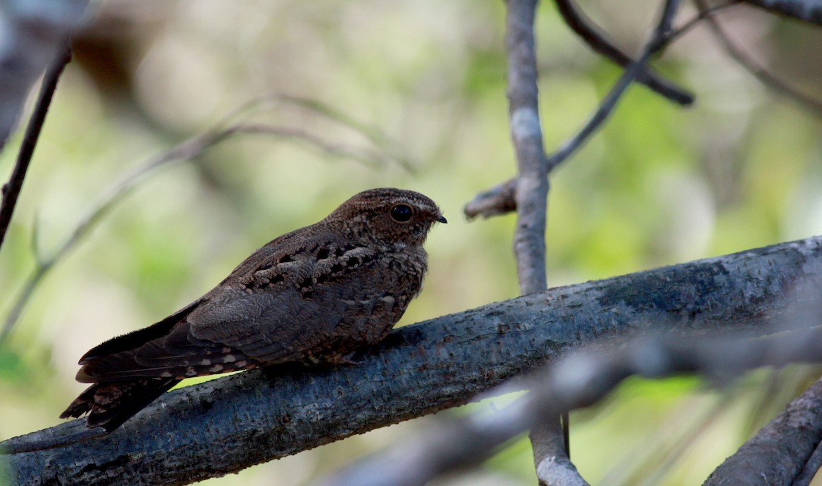 Band-tailed Nighthawk - ML30325661