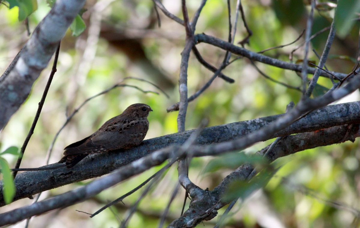 Band-tailed Nighthawk - ML30325681