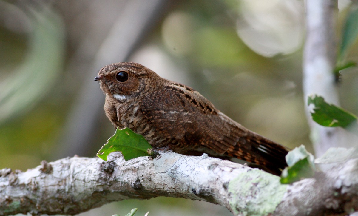 Band-tailed Nighthawk - Jay McGowan
