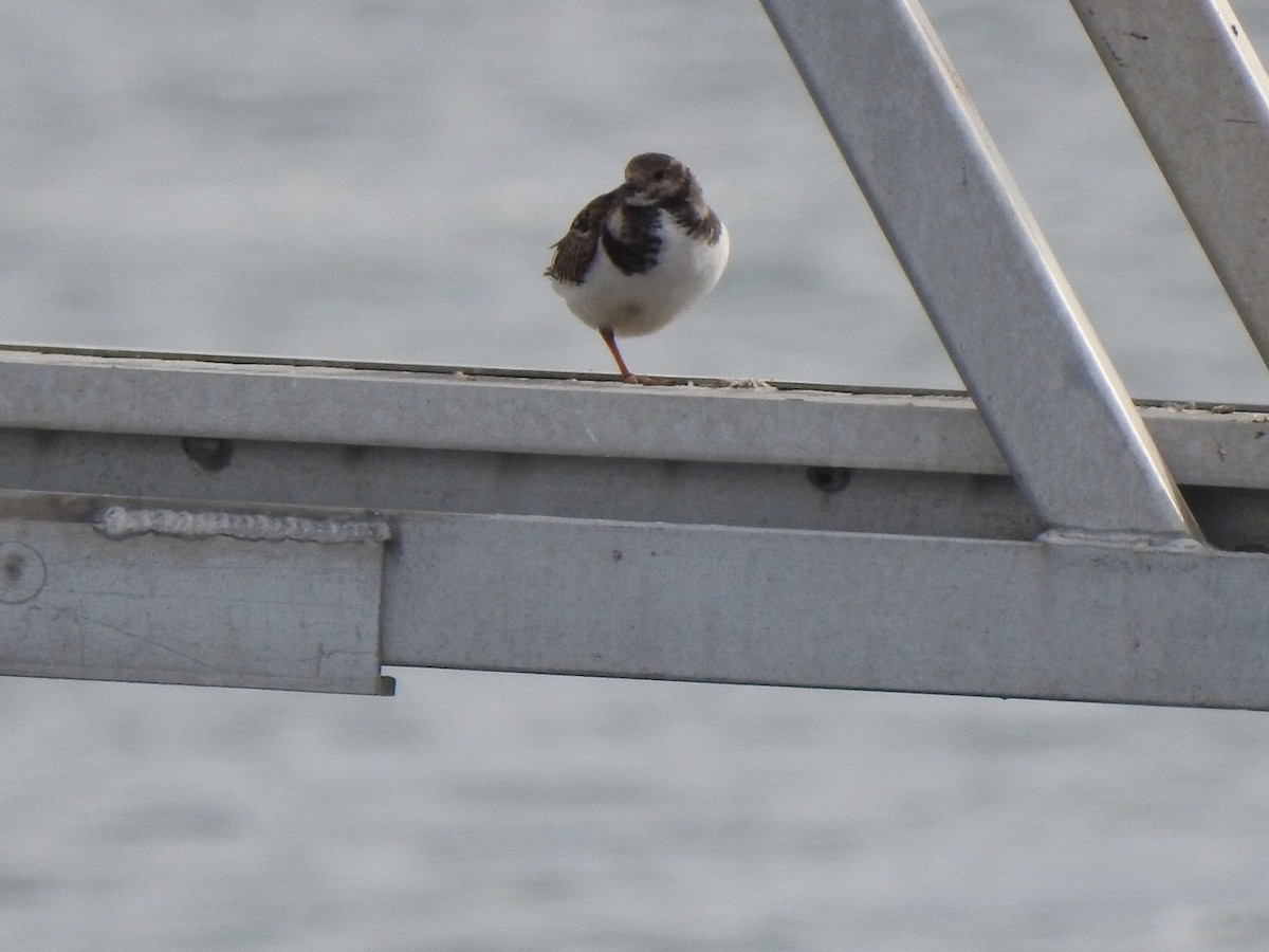 Ruddy Turnstone - ML303257971