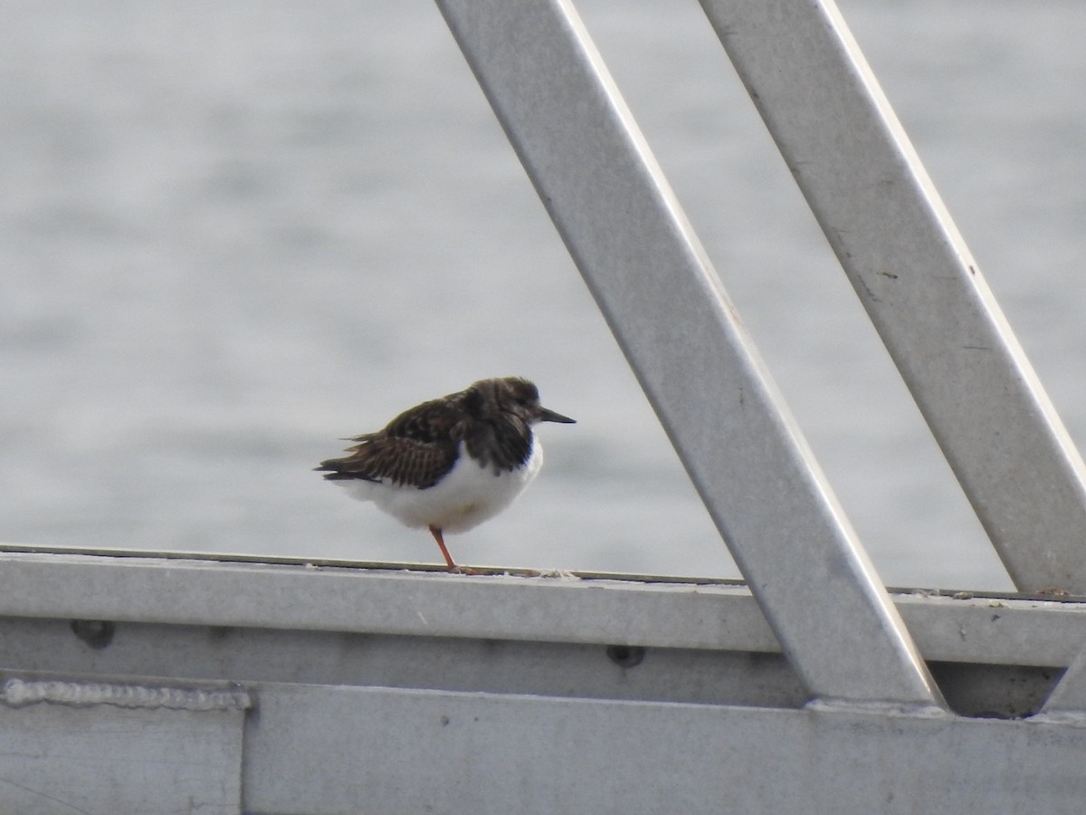 Ruddy Turnstone - ML303257981