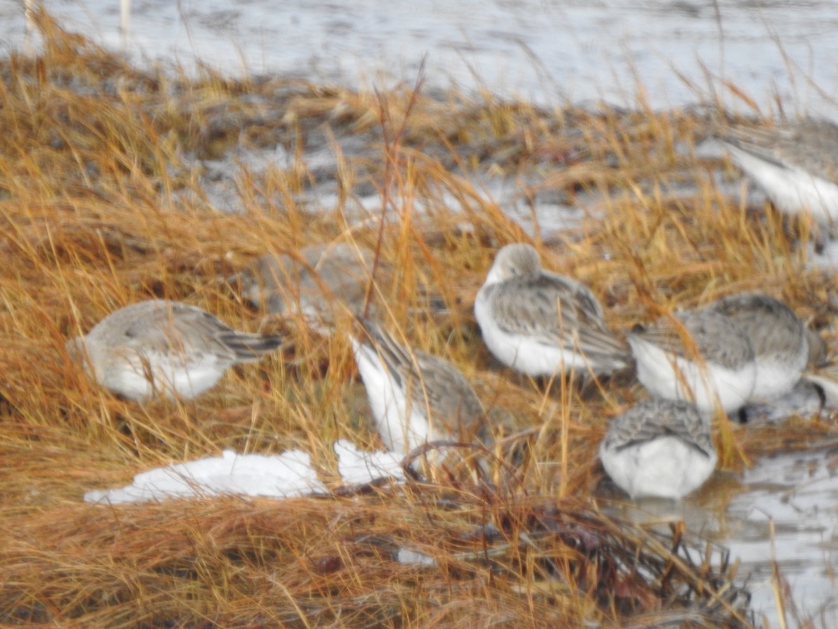 Alpenstrandläufer - ML303258041