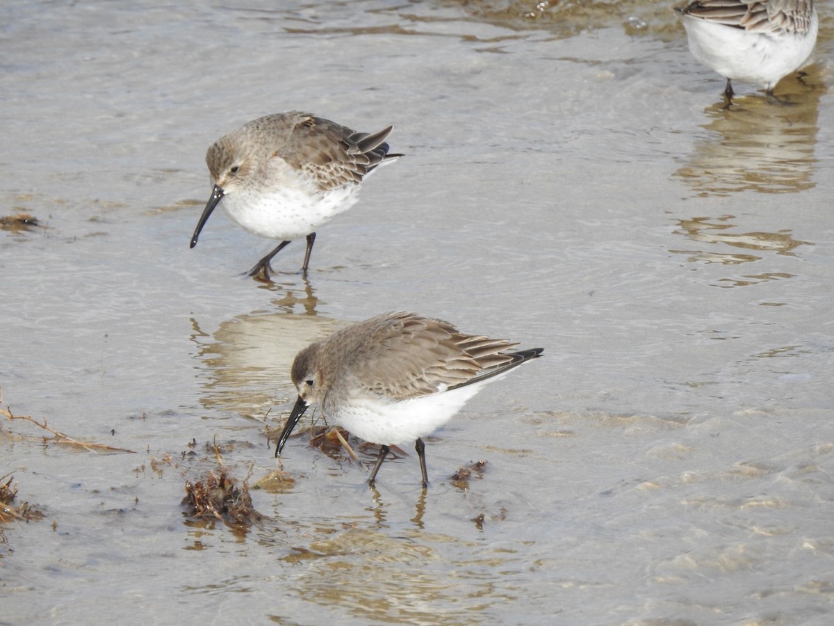 Dunlin - ML303258051