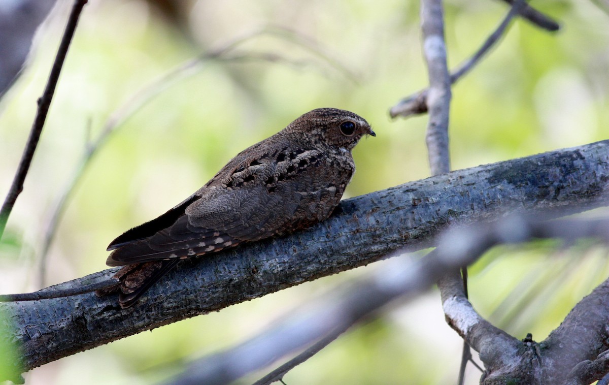 Band-tailed Nighthawk - Jay McGowan