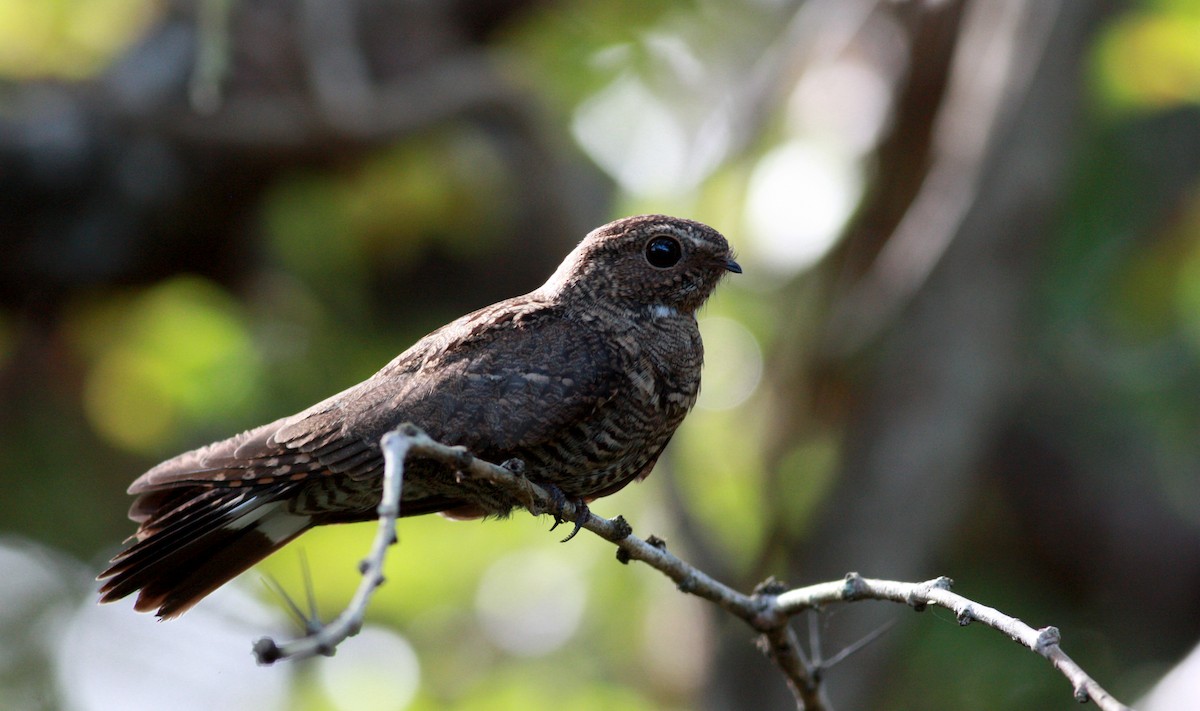 Band-tailed Nighthawk - Jay McGowan