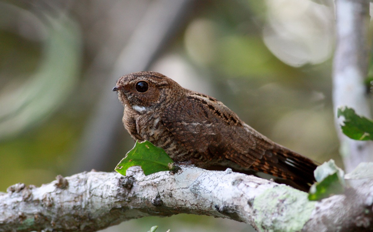 Band-tailed Nighthawk - ML30325911