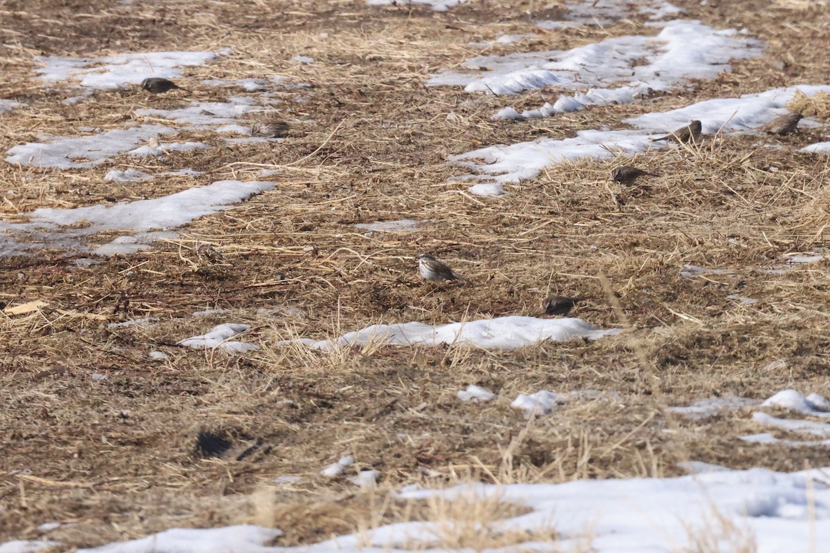 Song Sparrow - ML303259271