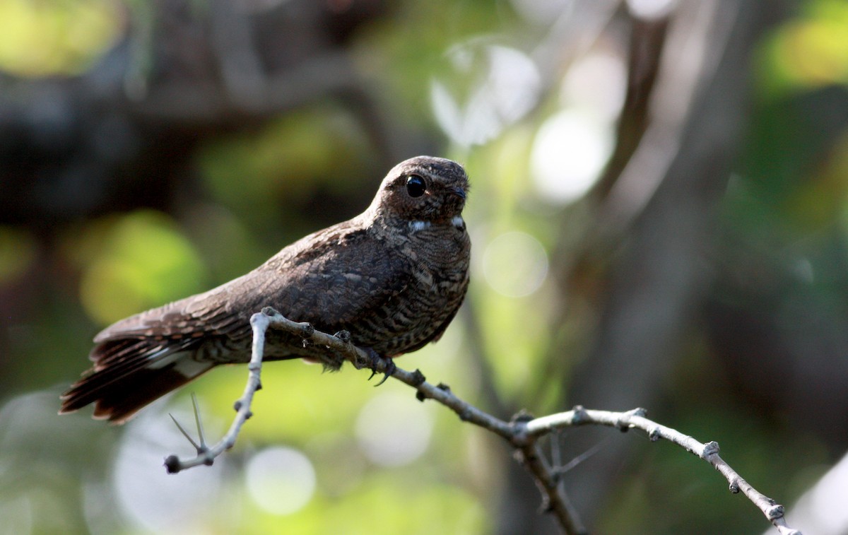 Band-tailed Nighthawk - Jay McGowan