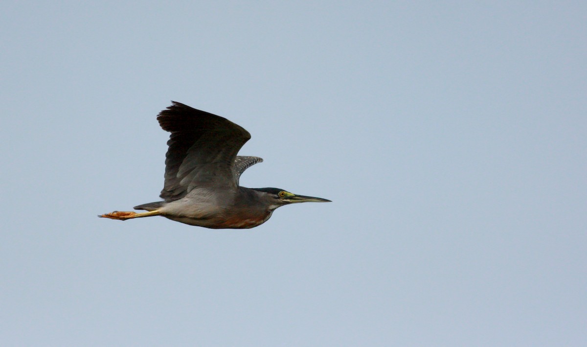 Striated Heron (South American) - ML30325971