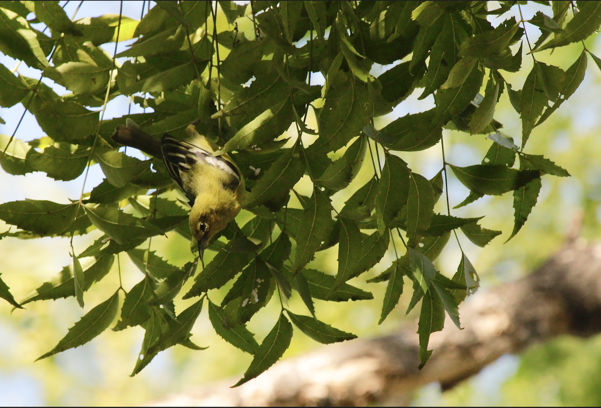 Common Iora - ML303259941