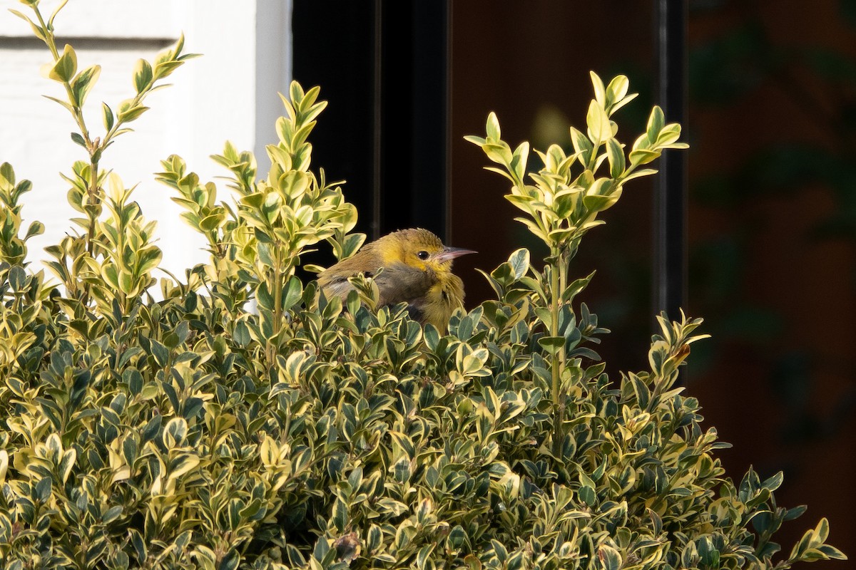 Orchard Oriole - ML303260141