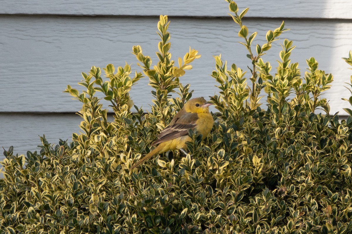 Orchard Oriole - ML303260151