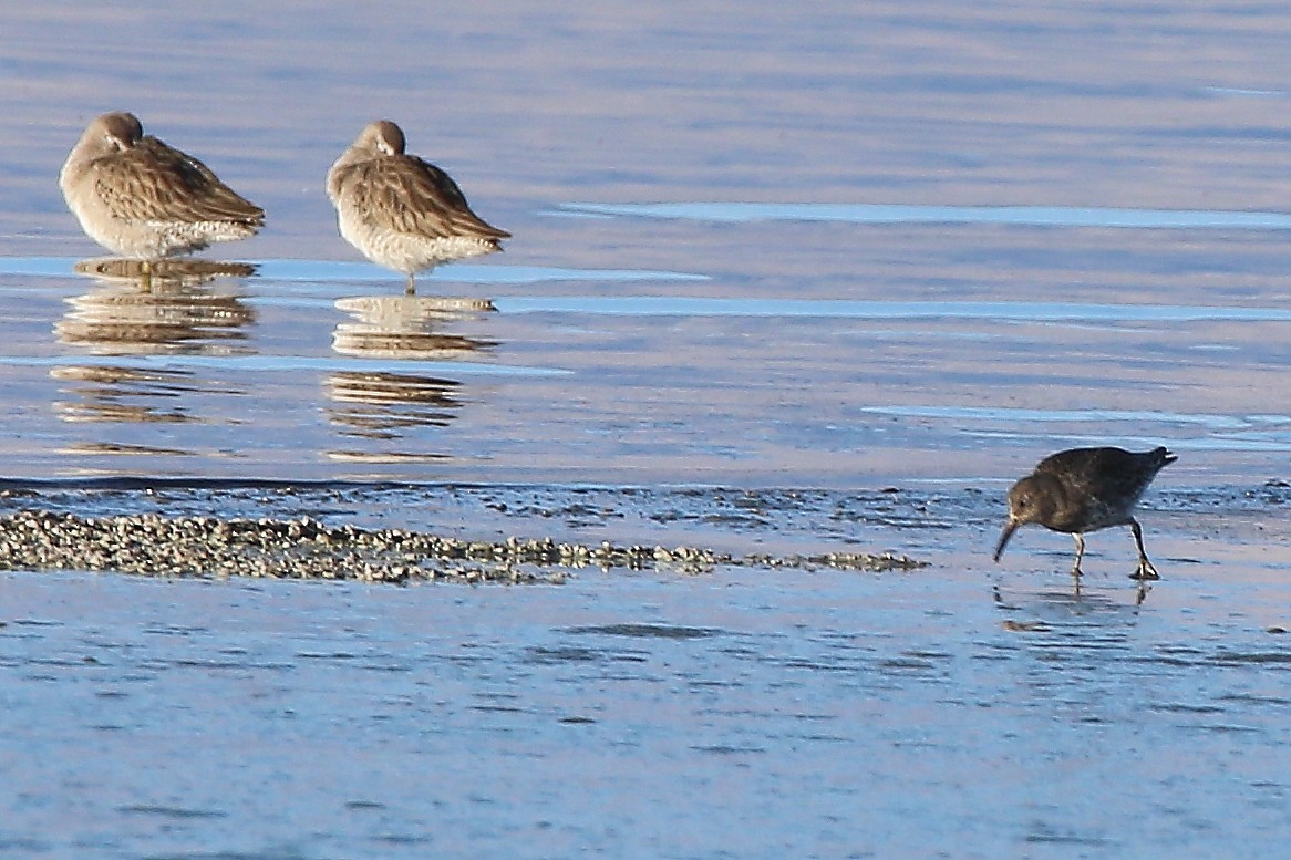 Purple Sandpiper - ML303261031