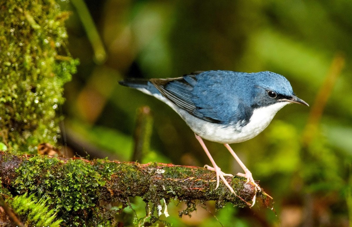 Siberian Blue Robin - ML303261291