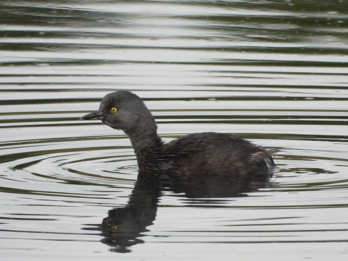 Least Grebe - Adrianh Martinez-Orozco