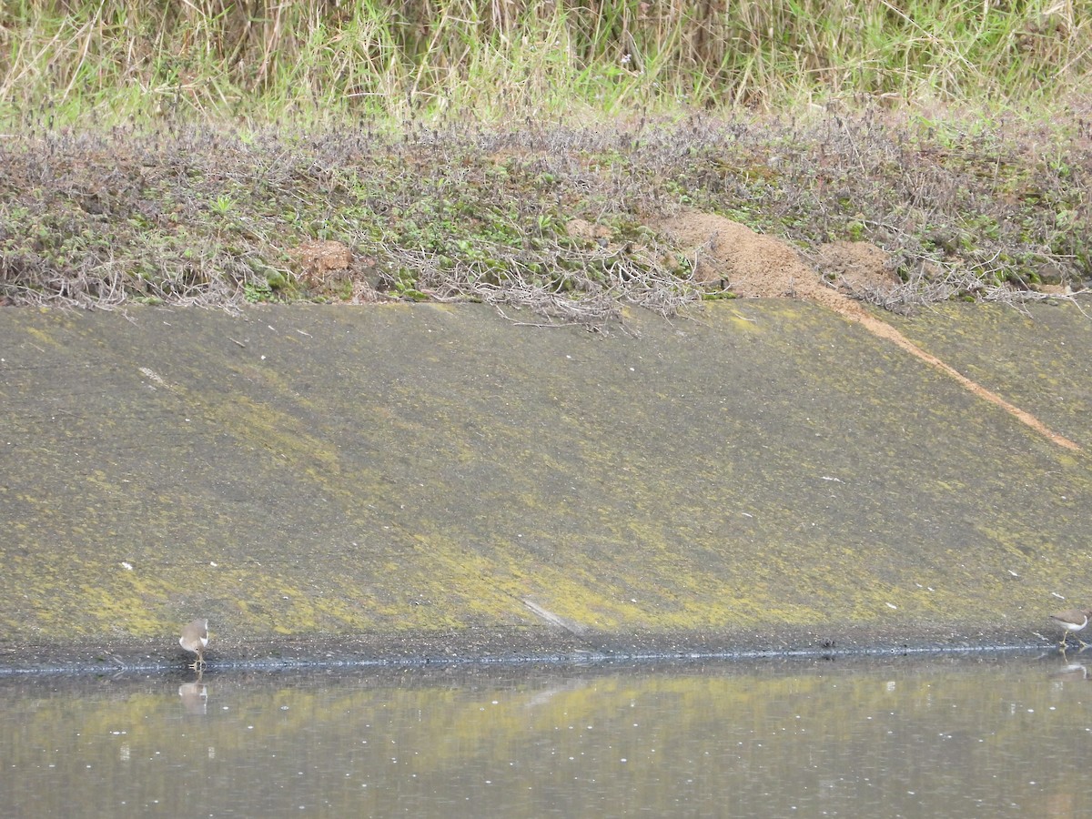 Spotted Sandpiper - Adrianh Martinez-Orozco