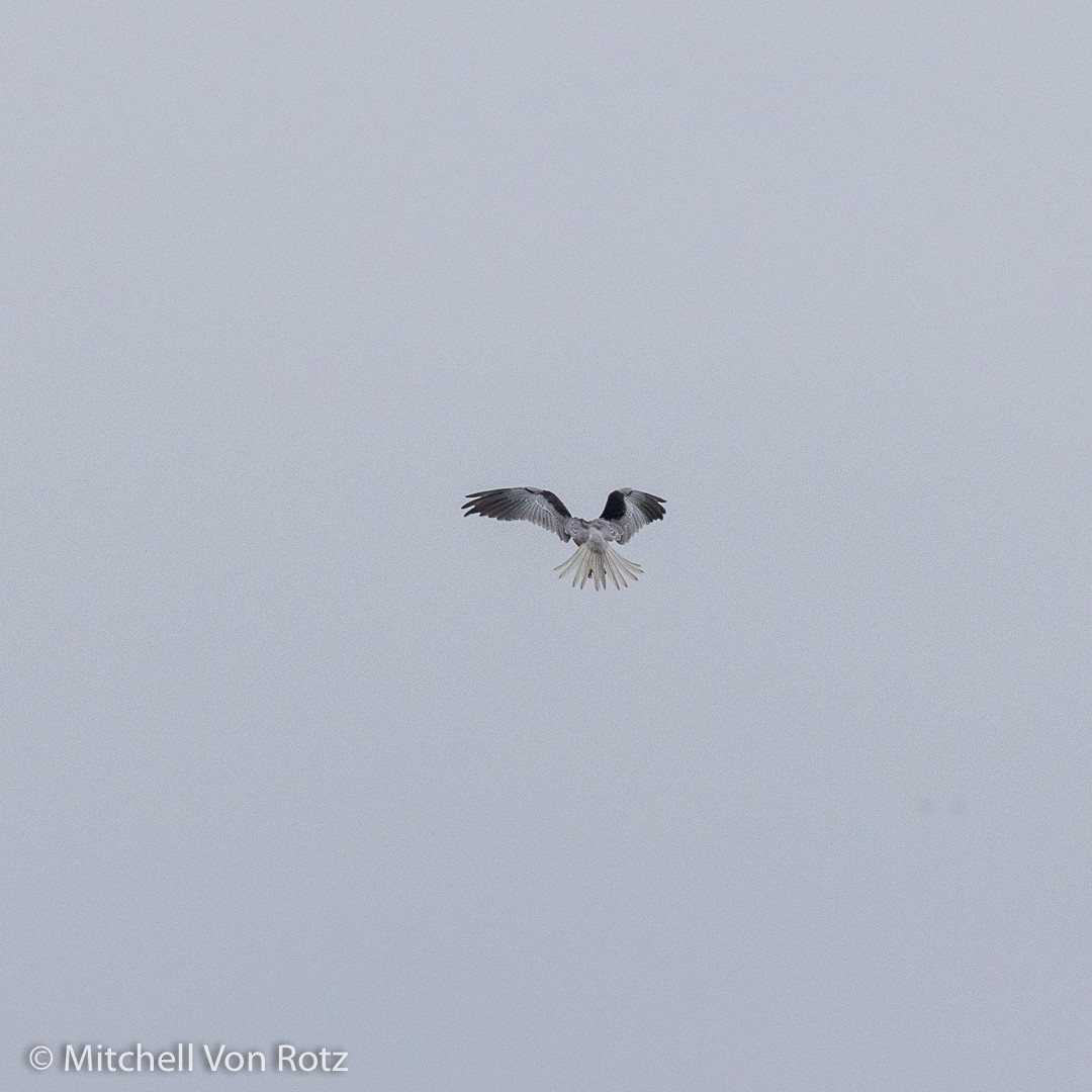 White-tailed Kite - Mitchell  Von Rotz