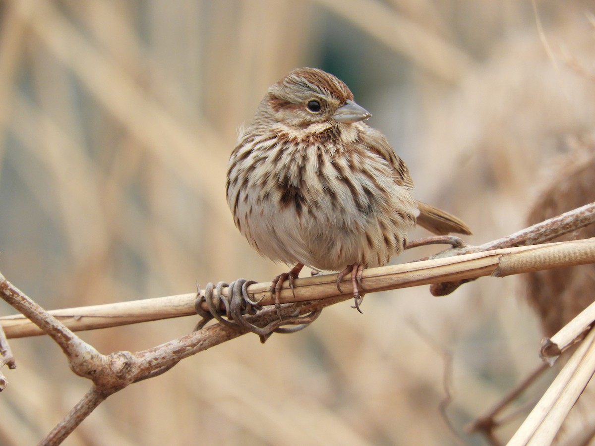 Song Sparrow - ML303263631