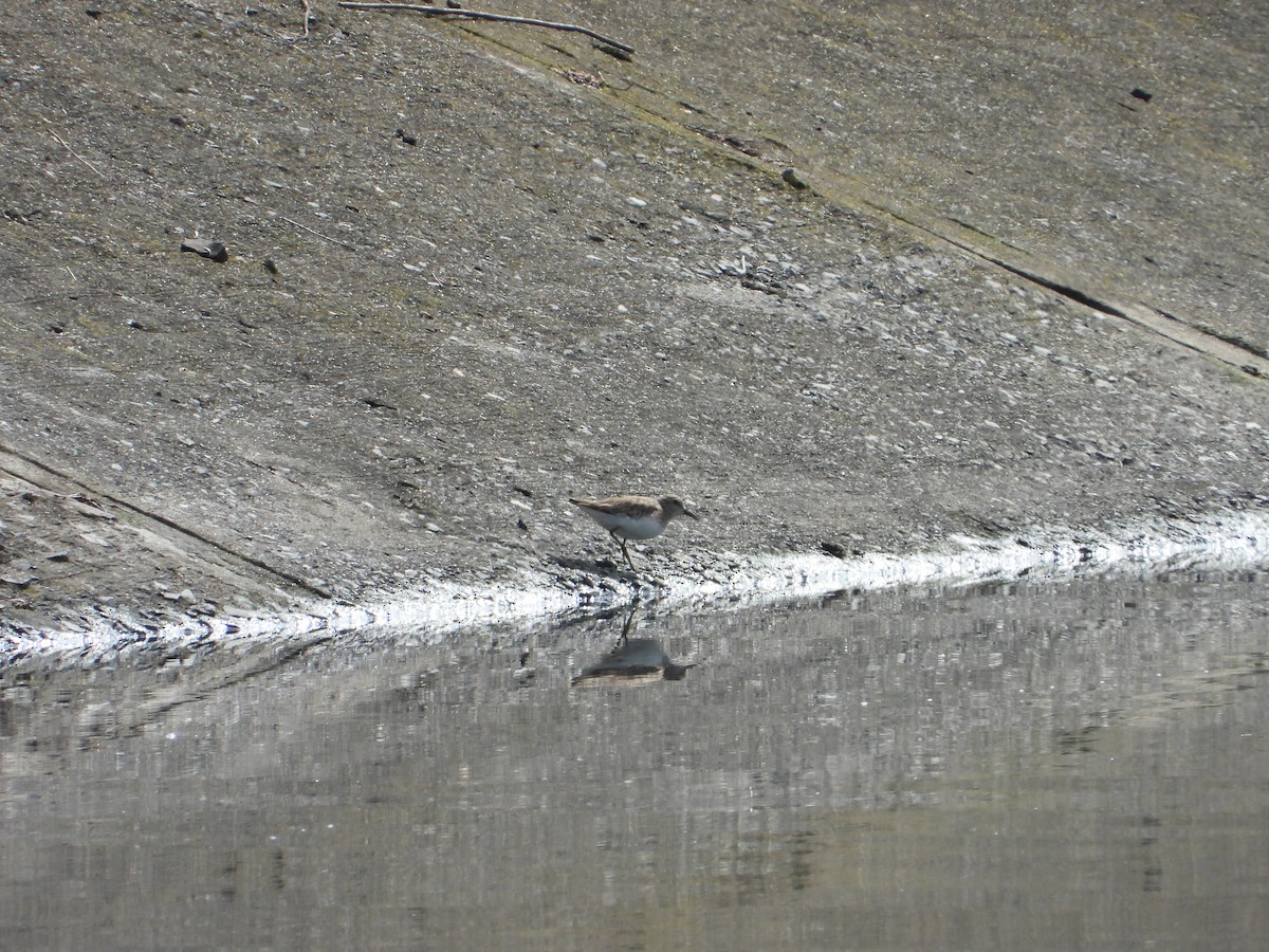 Spotted Sandpiper - Adrianh Martinez-Orozco