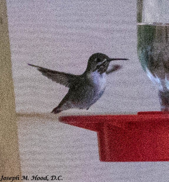 Calliope Hummingbird - ML303265551