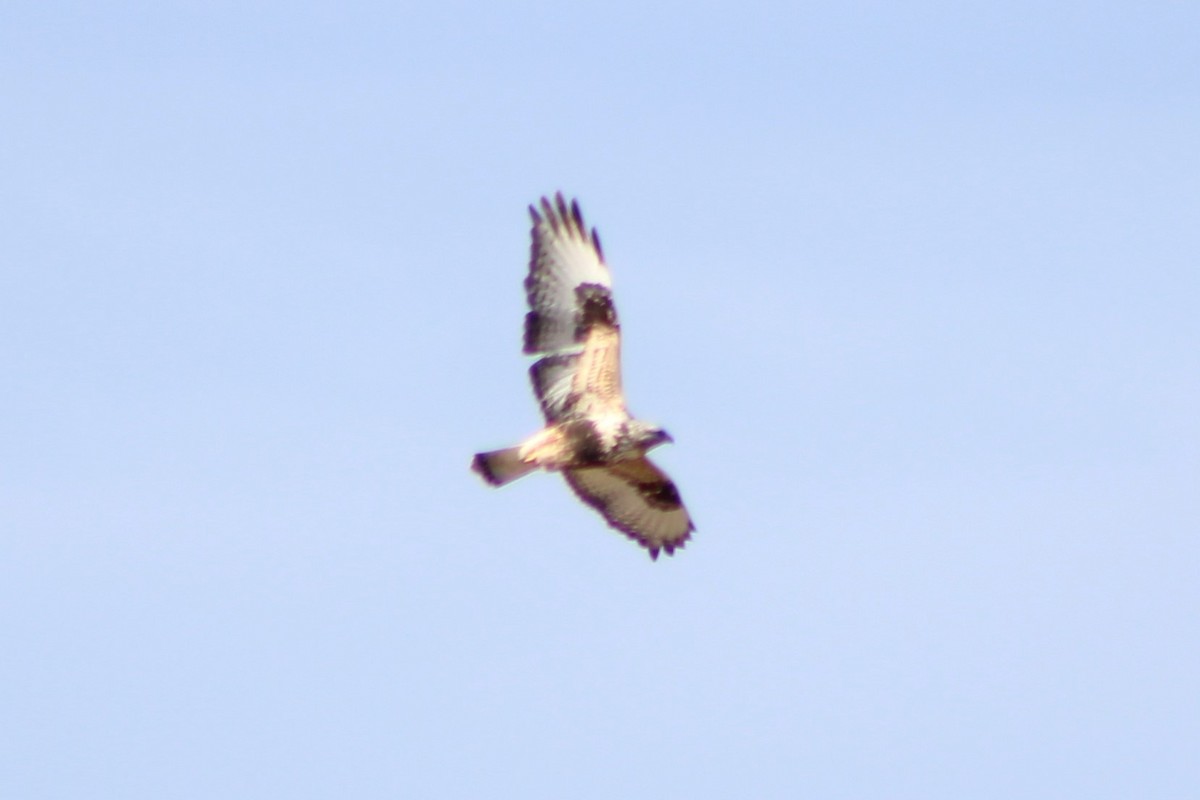 Rough-legged Hawk - ML303265621